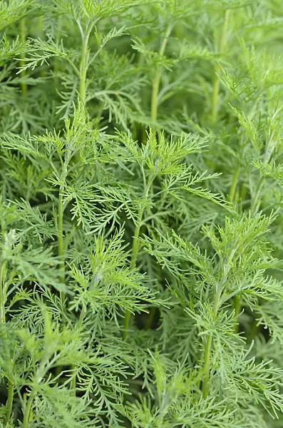 521007 - Southern wormwood (Artemisia abrotanum)