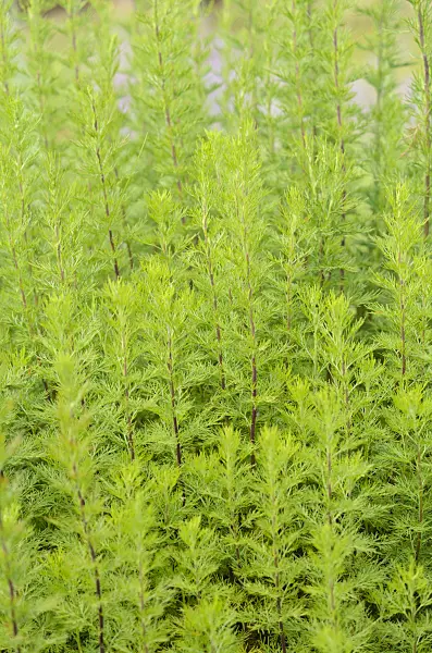 534202 - Southern wormwood (Artemisia abrotanum)