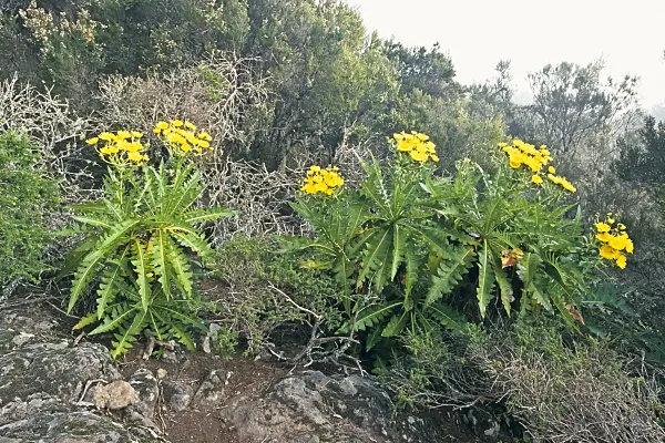 363003 - Sow thistle (Sonchus), Garajonay National Park, La Gomera, Spain
