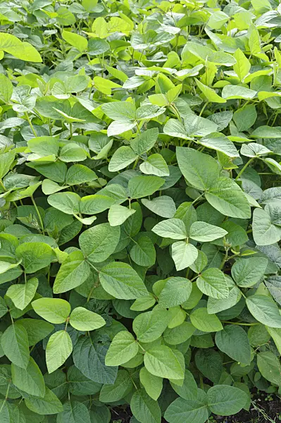 487160 - Soya bean (Glycine max)
