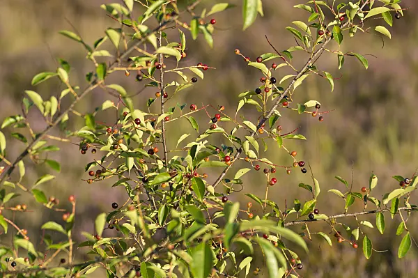 511342 - Spätblühende Traubenkirsche (Prunus serotina)