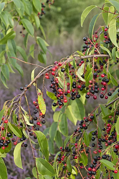 512005 - Spätblühende Traubenkirsche (Prunus serotina)