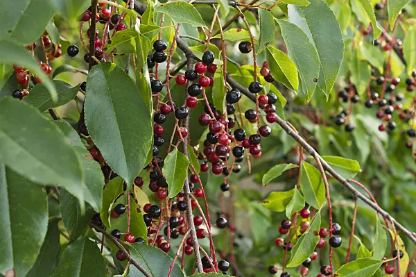 512009 - Spätblühende Traubenkirsche (Prunus serotina)