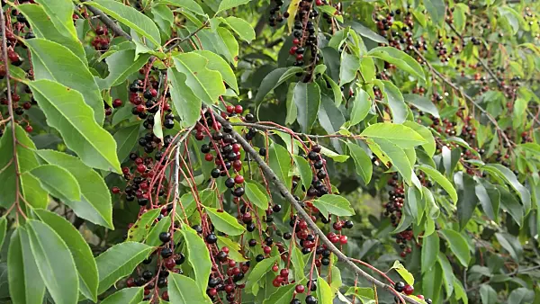 512011 - Spätblühende Traubenkirsche (Prunus serotina)