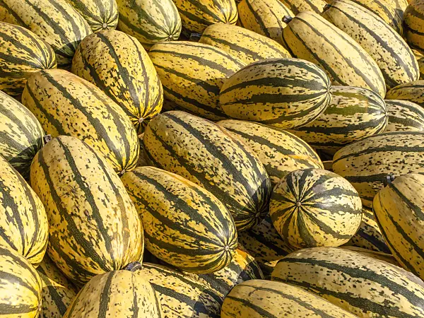 429160 - Spaghetti squash (Cucurbita pepo 'Vegetable Spaghetti')