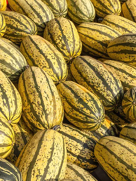 429161 - Spaghetti squash (Cucurbita pepo 'Vegetable Spaghetti')