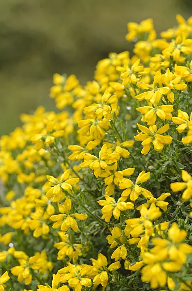 520234 - Spanischer Ginster (Genista hispanica)