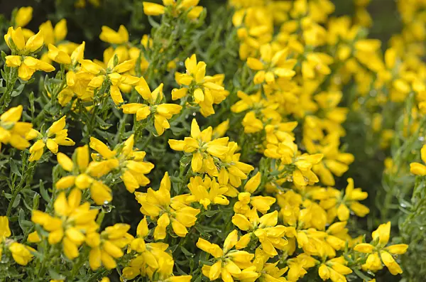 520235 - Spanischer Ginster (Genista hispanica)
