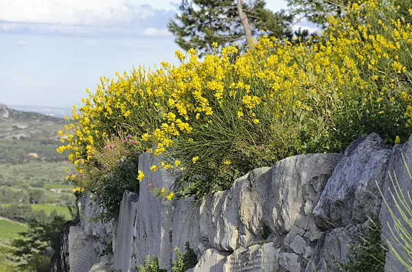 557135 - Spanischer Ginster (Genista hispanica), Alpillen, Provence, Frankreich