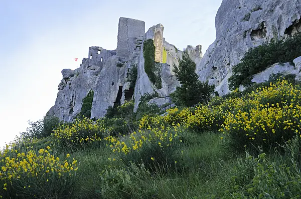 557136 - Spanischer Ginster (Genista hispanica), Les Baux-de-Provence, Provence, Frankreich