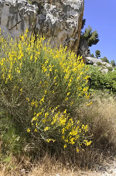 533187 - Spanischer Ginster (Spartium junceum)