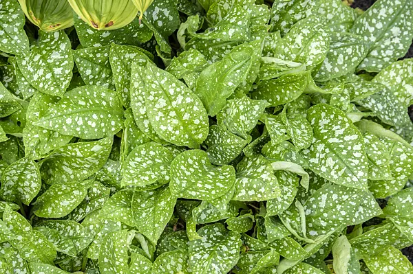 593164 - Spanisches Lungenkraut (Pulmonaria saccharata 'Mrs Moon')