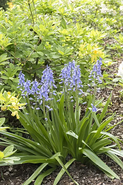 638126 - Spanish bluebell (Hyacinthoides hispanica)