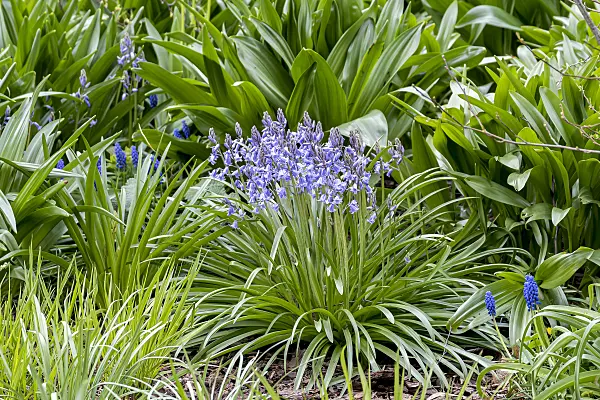651330 - Spanish bluebell (Hyacinthoides hispanica)