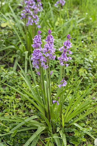 651328 - Spanish bluebell (Hyacinthoides hispanica 'Rose Queen')