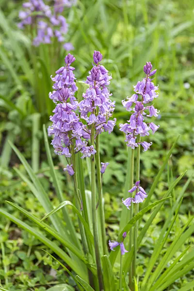 651329 - Spanish bluebell (Hyacinthoides hispanica 'Rose Queen')