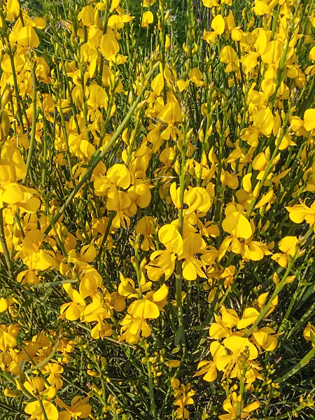 414020 - Spanish broom (Spartium junceum)
