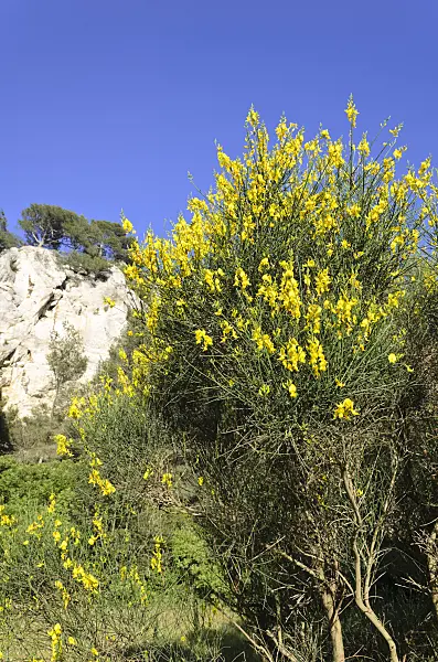 533178 - Spanish broom (Spartium junceum)