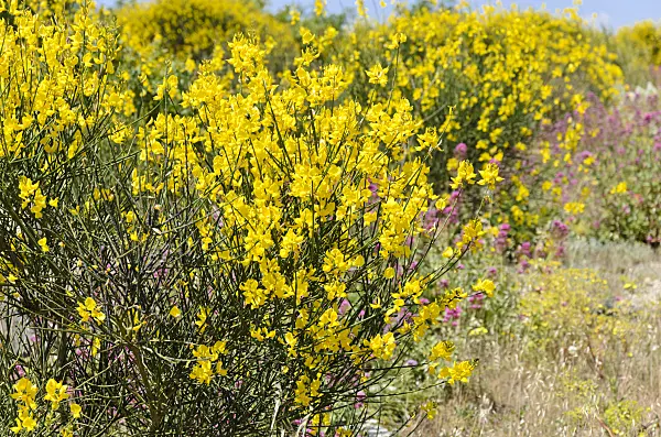 533183 - Spanish broom (Spartium junceum)