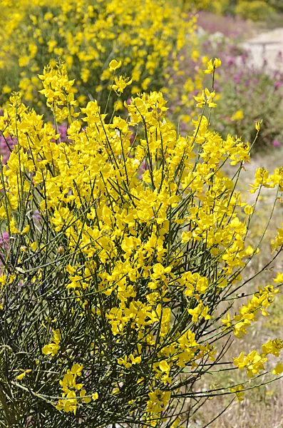 533184 - Spanish broom (Spartium junceum)