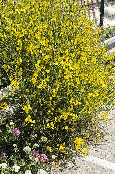 533185 - Spanish broom (Spartium junceum)