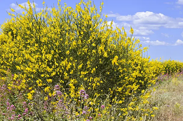 533179 - Spanish broom (Spartium junceum) and red valerian (Centranthus ruber)