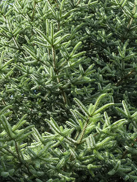426190 - Spanish fir (Abies pinsapo 'Glauca')