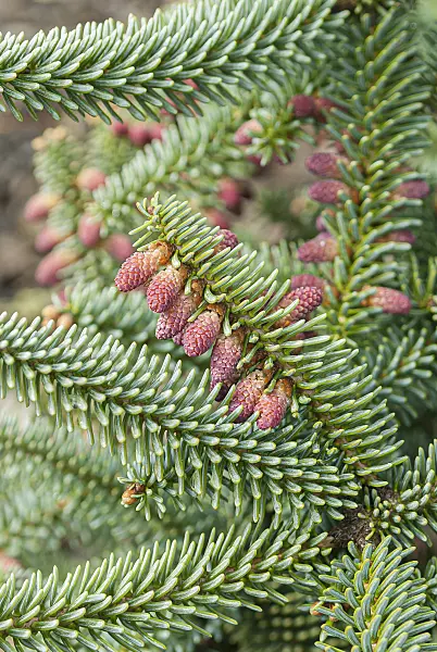 616356 - Spanish fir (Abies pinsapo 'Kelleriis')