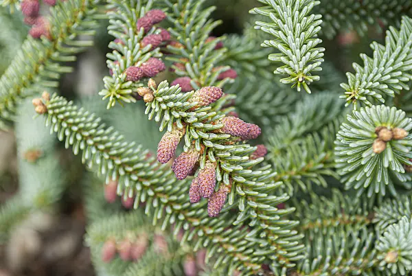 616357 - Spanish fir (Abies pinsapo 'Kelleriis')