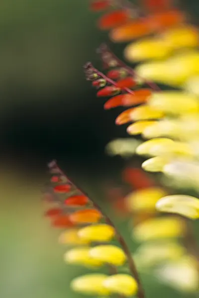 394011 - Spanish flag (Ipomoea lobata syn. Quamoclit lobata)