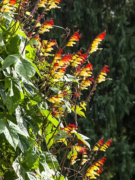 441039 - Spanish flag (Ipomoea lobata syn. Quamoclit lobata)