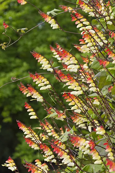 511254 - Spanish flag (Ipomoea lobata syn. Quamoclit lobata)
