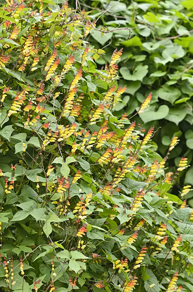 523104 - Spanish flag (Ipomoea lobata syn. Quamoclit lobata)