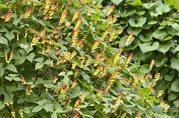 523105 - Spanish flag (Ipomoea lobata syn. Quamoclit lobata)