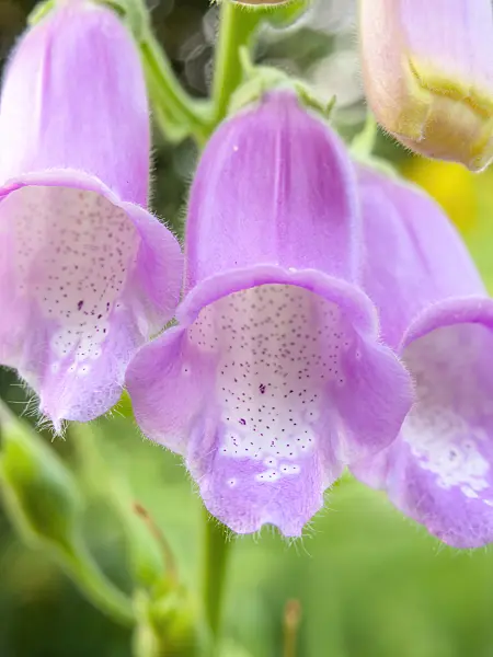 449007 - Spanish foxglove (Digitalis thapsi)