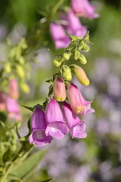 522032 - Spanish foxglove (Digitalis thapsi 'Spanish Peaks')