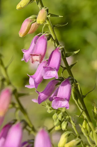 522033 - Spanish foxglove (Digitalis thapsi 'Spanish Peaks')