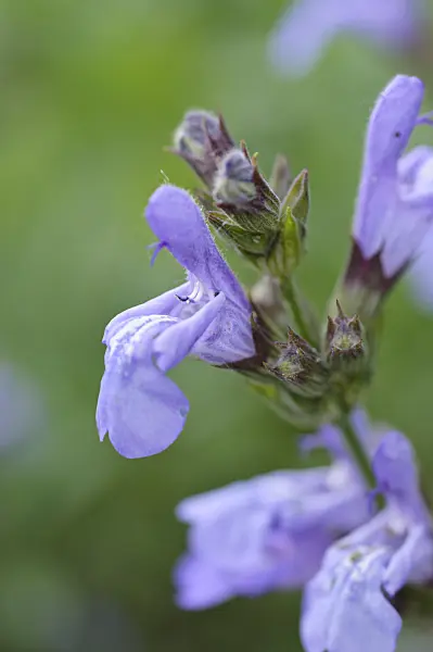 472341 - Spanish sage (Salvia lavandulifolia)