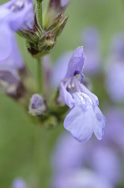 472342 - Spanish sage (Salvia lavandulifolia)