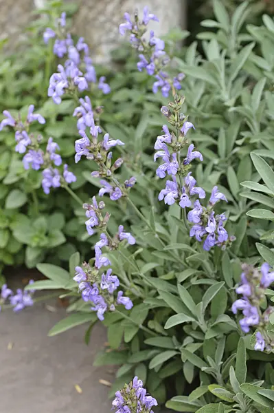 472349 - Spanish sage (Salvia lavandulifolia)