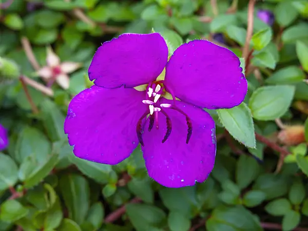 461088 - Spanish shawl (Heterocentron elegans)