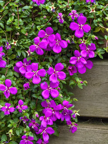 461089 - Spanish shawl (Heterocentron elegans)