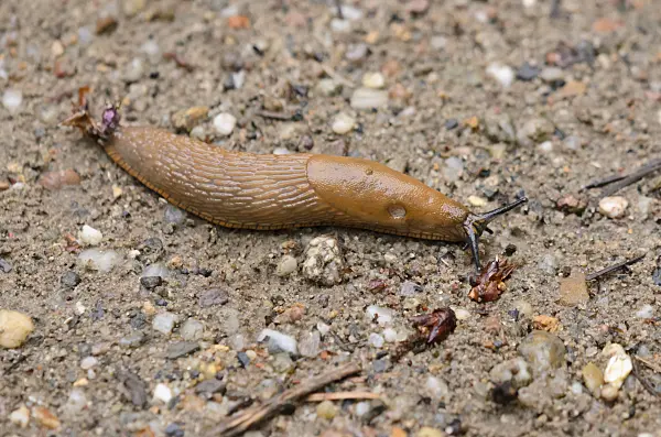 523088 - Spanish slug (Arion vulgaris syn. Arion lusitanicus)
