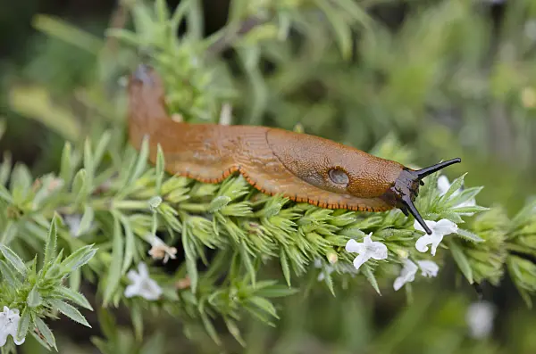 524004 - Spanish slug (Arion vulgaris syn. Arion lusitanicus) and savory (Satureja)