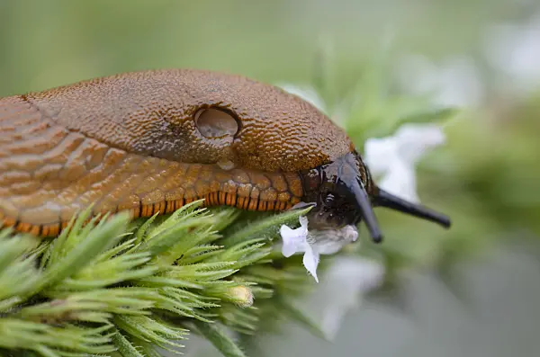 524005 - Spanish slug (Arion vulgaris syn. Arion lusitanicus) and savory (Satureja)