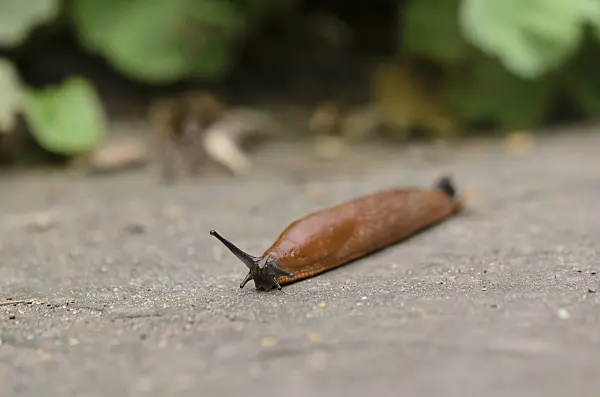 524022 - Spanish slug (Arion vulgaris syn. Arion lusitanicus) crawls eagerly across the road with outstretched sensors
