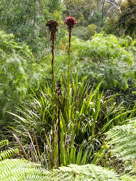 455296 - Spear lily (Doryanthes excelsa)