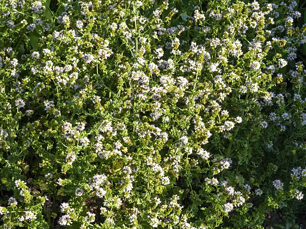 462203 - Spearmint (Mentha spicata)