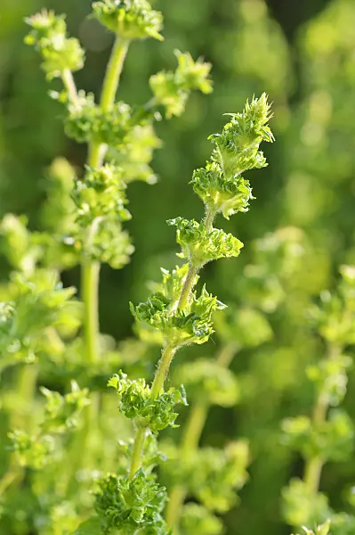 473326 - Spearmint (Mentha spicata)
