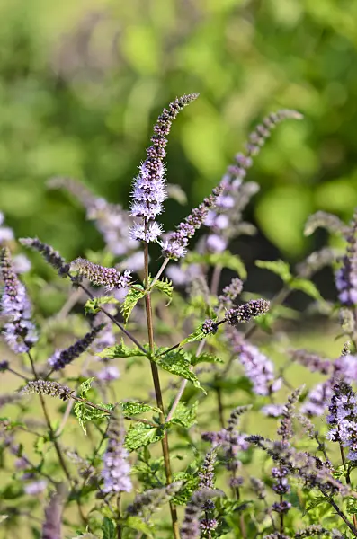 534300 - Spearmint (Mentha spicata)
